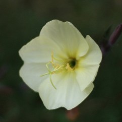 Nachtkerze (Oenothera sulphurea)