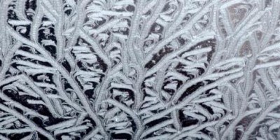 eisblumen für roger willemsen