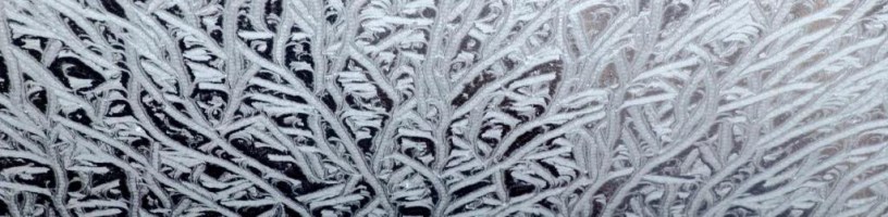 eisblumen für roger willemsen