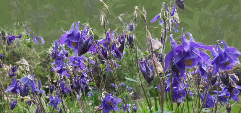 Akelei violett und grün