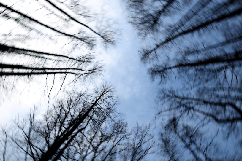 Eichenkreis mit gezogener Kamera