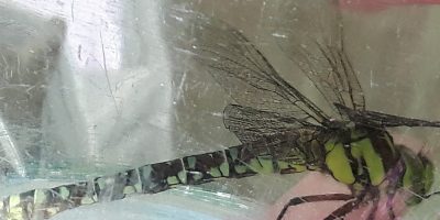 Libelle in der Salatschüssel