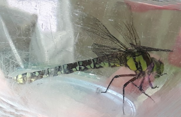 Libelle in der Salatschüssel