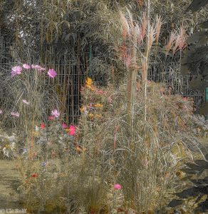 Sommerblumen zum Herbstanfang