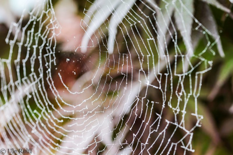 spinnennetz im blutahorn