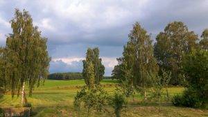 Frühherbstliches Münsterland mit Birken