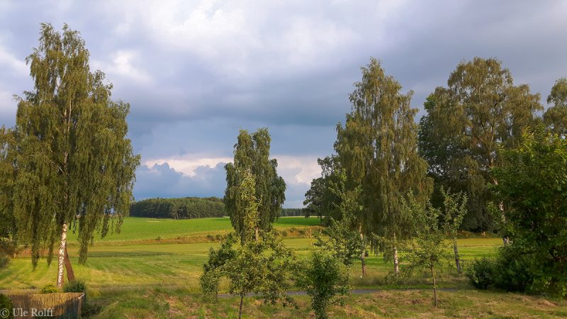 Frühherbstliches Münsterland mit Birken