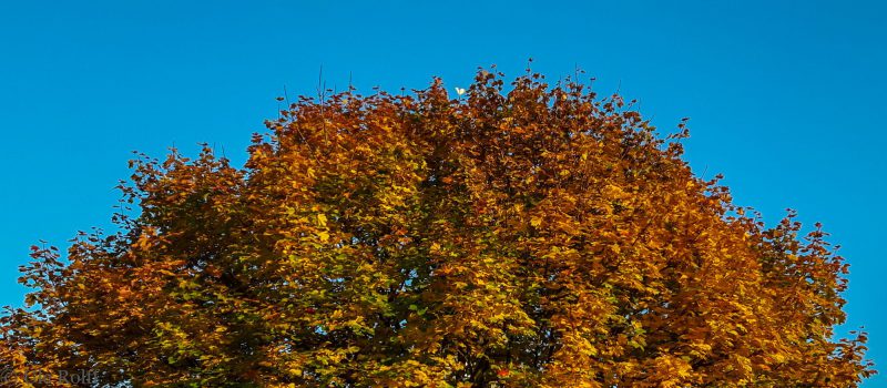 Kirchturmgeflügel in Baumkrone