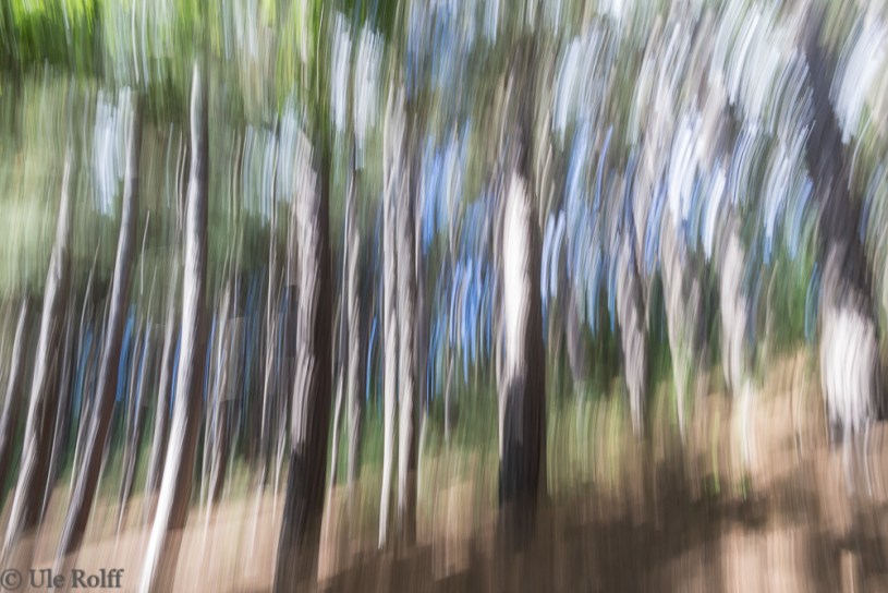 Wald bei Bergen-aan-Zee