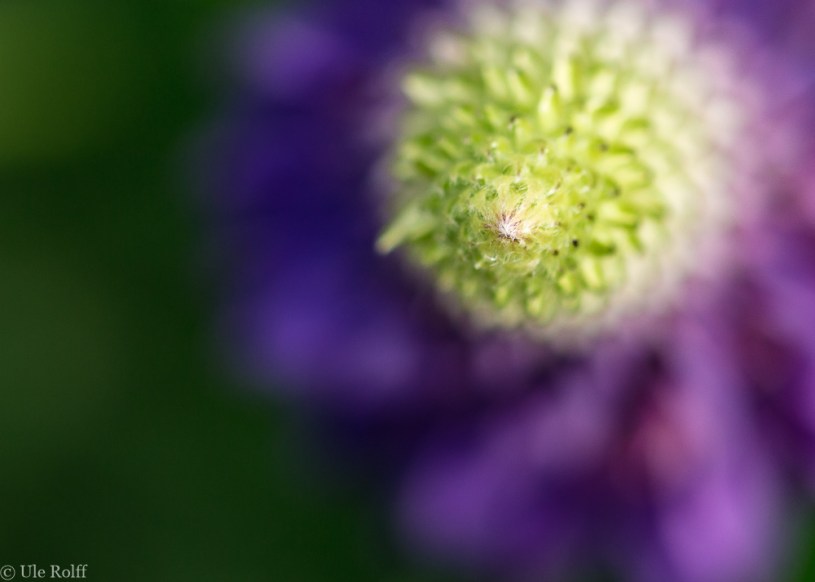 Lupine in Aufsicht und Makro