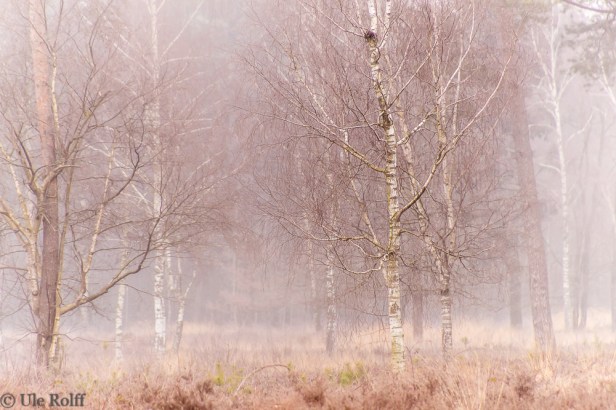 Vernebelte Birken in der Heide