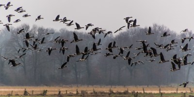 Aufgestörte Blessgänse