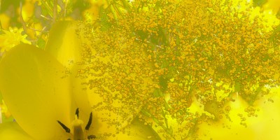 Gelbe Blüten im Frühlind