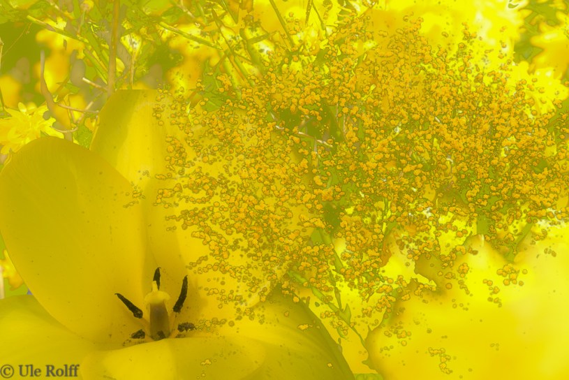 Gelbe Blüten im Frühlind