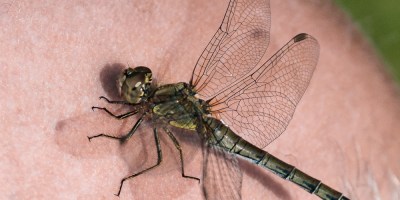 Libelle auf der Glatze