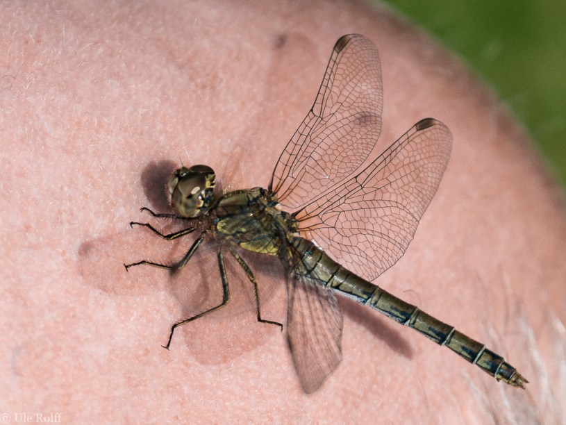 Libelle auf der Glatze