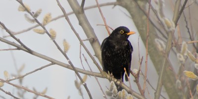 Amsel in Weide