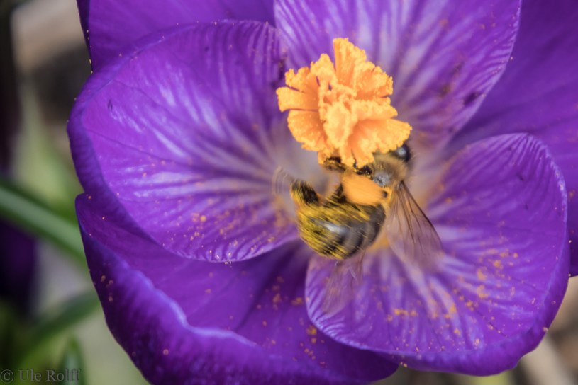 Biene im Krokus