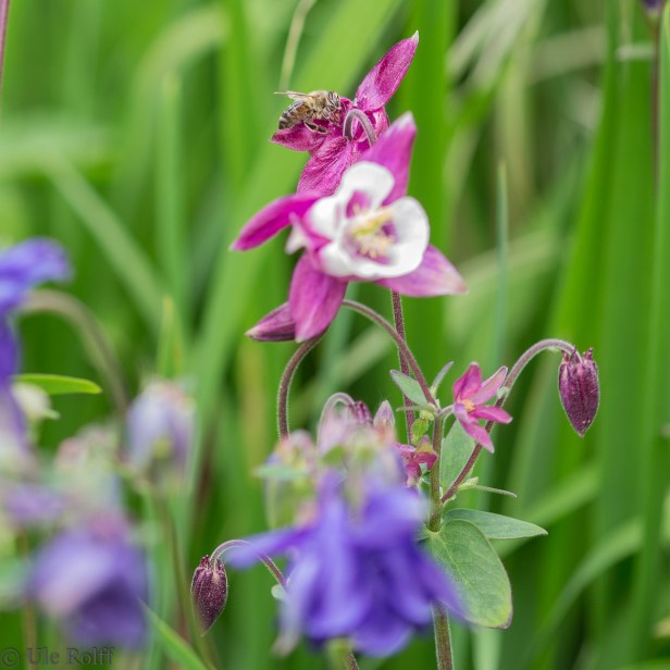 Akelei mit Biene