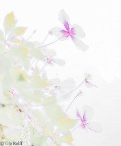 Clematisblüten in Highkey-Entwicklung