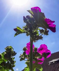 Malve gegen Sonne