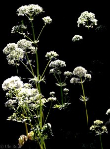 Baldrian extrem beleuchtet