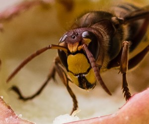 Hornisse Detail: Zangen geschlossen