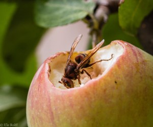 Hornisse in Segmenten