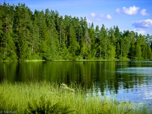 Schwedischer Waldsee