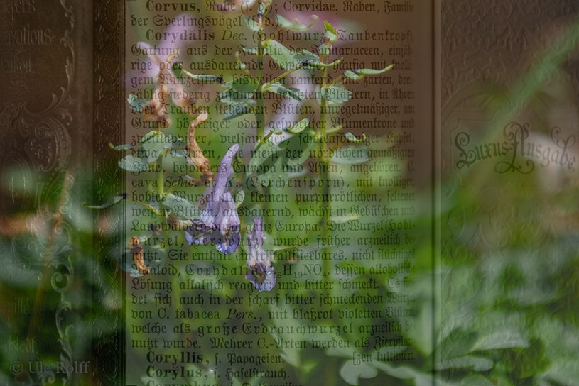 Lerchensporn über Lexikontext montiert