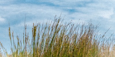 Im Gras am Vogelschutzgebiet