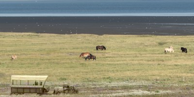 Abendliche Wiese am Watt