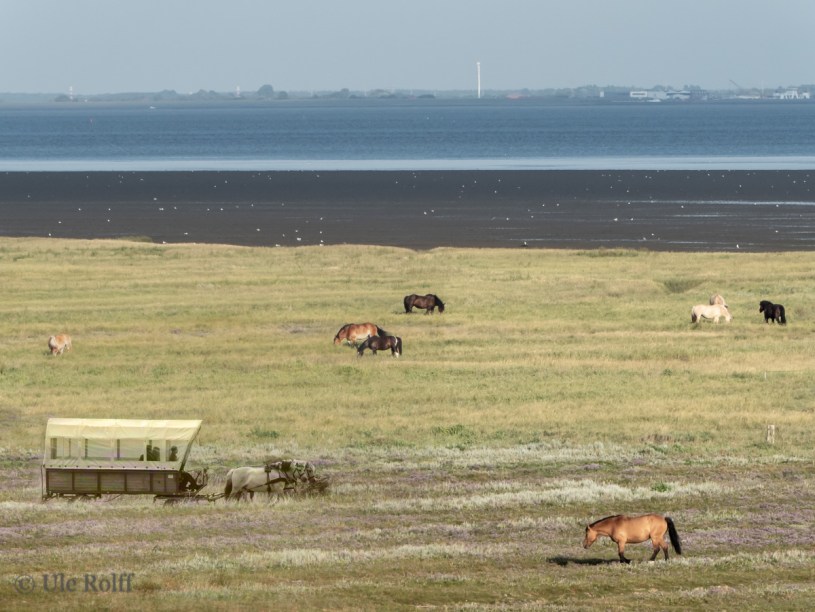 Abendliche Wiese am Watt