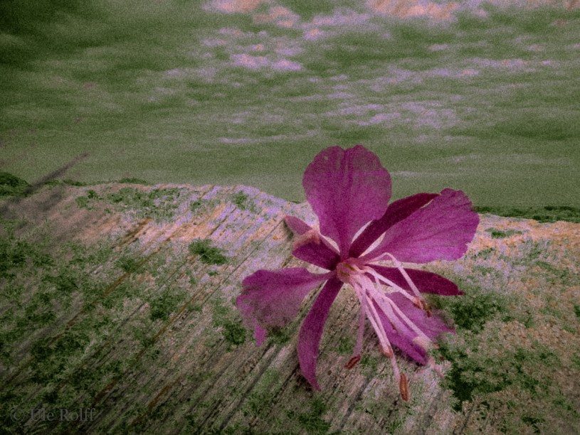 Weidenröschen auf einer Holzbank