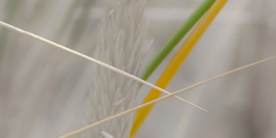 Gräserdetails Insel Juist