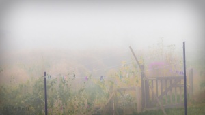 Garten im Nebel