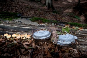 Pilze an Totholz
