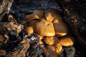 Pilze an der Ostsaee